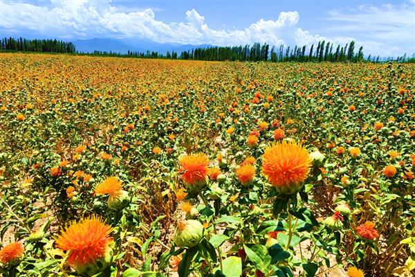 红花的种植时间,可以在春季和秋季种植