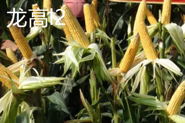 什么品种的玉米种子好,有龙高l2、湘玉十号等