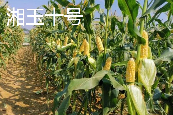 什么品种的玉米种子好,有龙高l2、湘玉十号等