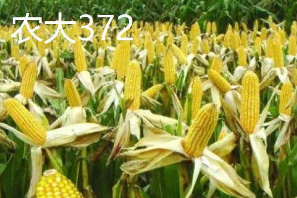 什么品种的玉米种子好,有龙高l2、湘玉十号等