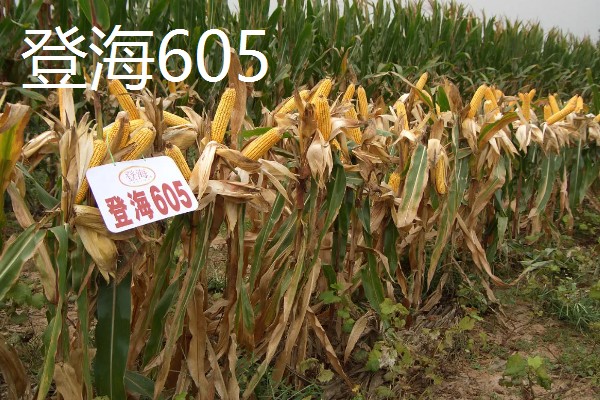什么品种的玉米种子好,有龙高l2、湘玉十号等