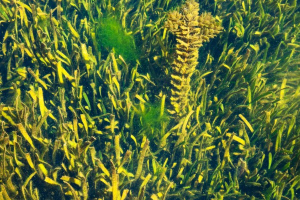 藻类是不是植物,藻类分类在不同生物分类系统中存在差异