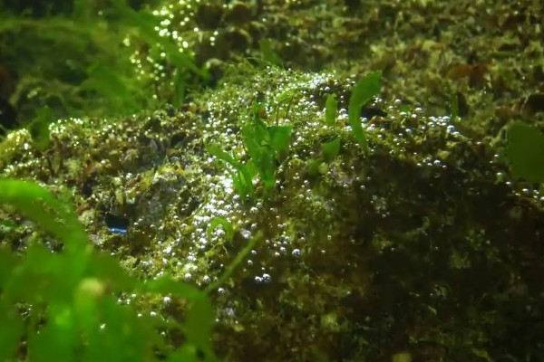 藻类是不是植物,藻类分类在不同生物分类系统中存在差异