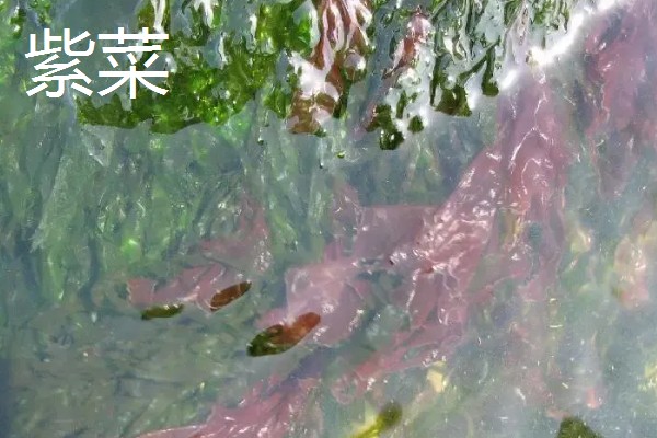 藻类是不是植物,藻类分类在不同生物分类系统中存在差异