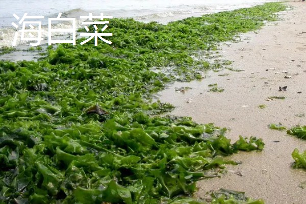 藻类是不是植物,藻类分类在不同生物分类系统中存在差异