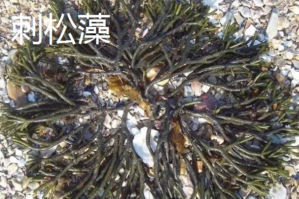 藻类是不是植物,藻类分类在不同生物分类系统中存在差异