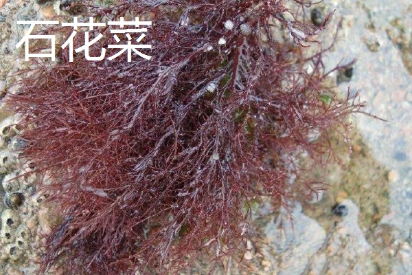 藻类是不是植物,藻类分类在不同生物分类系统中存在差异