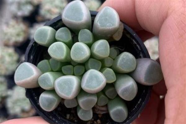 五十铃玉养得饱满的方式，生长温度需要控制在18-24℃