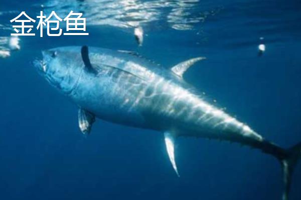 金枪鱼有毒吗,是无毒的