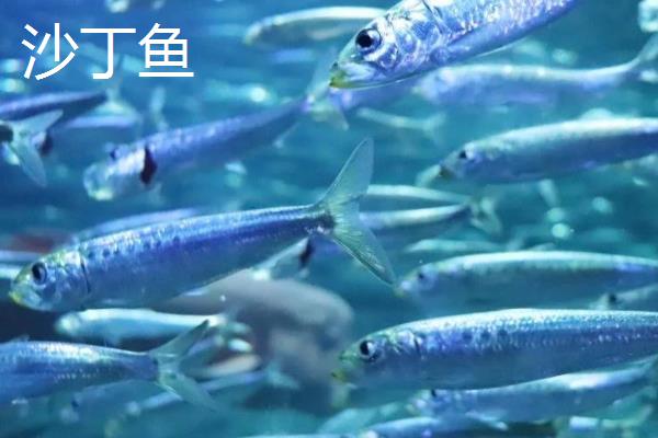 金枪鱼有毒吗,是无毒的