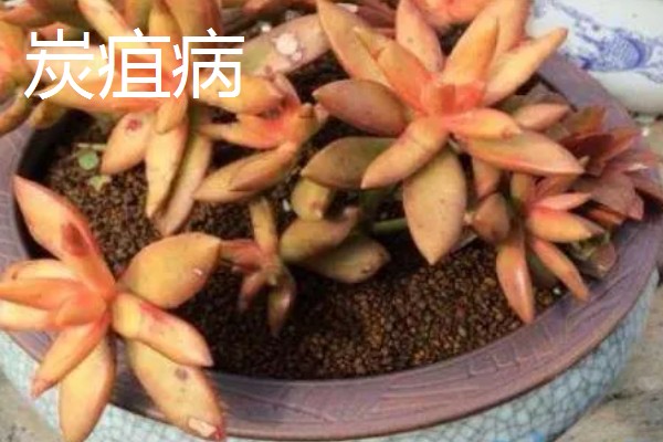 铭月常见的病虫害及防治方法,常见的有炭疽病、根腐病等