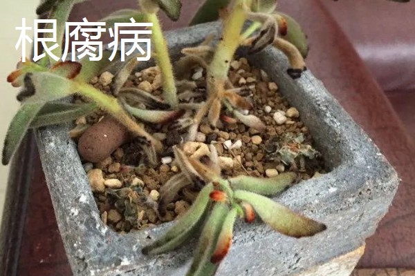 铭月常见的病虫害及防治方法,常见的有炭疽病、根腐病等