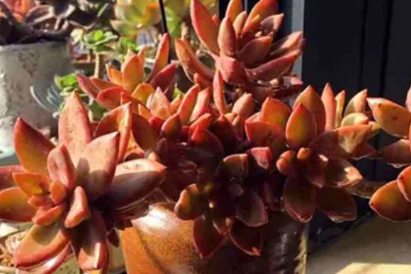 铭月常见的病虫害及防治方法,常见的有炭疽病、根腐病等