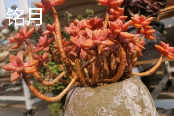 铭月常见的病虫害及防治方法,常见的有炭疽病、根腐病等