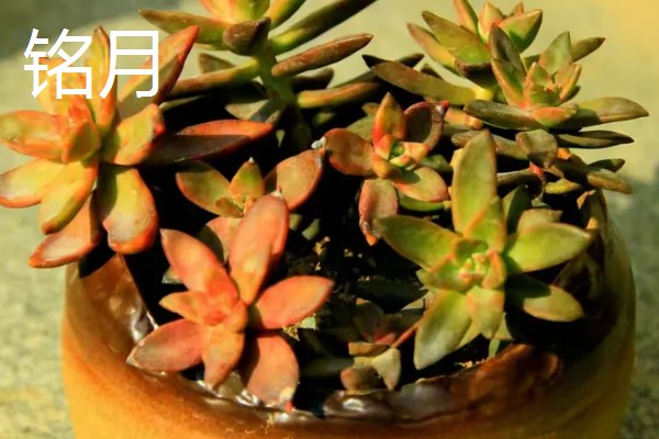 铭月常见的病虫害及防治方法,常见的有炭疽病、根腐病等