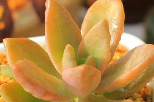 铭月常见的病虫害及防治方法,常见的有炭疽病、根腐病等