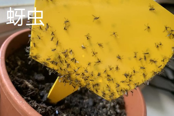 铭月常见的病虫害及防治方法,常见的有炭疽病、根腐病等