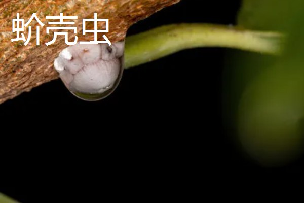 铭月常见的病虫害及防治方法,常见的有炭疽病、根腐病等