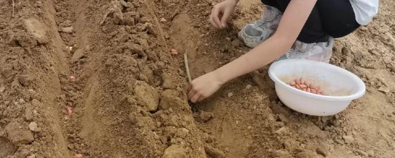 花生如何播种，可露地播种或覆膜播种