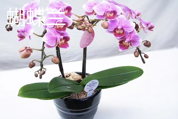 过年适合买什么花，推荐蝴蝶兰、水仙花等