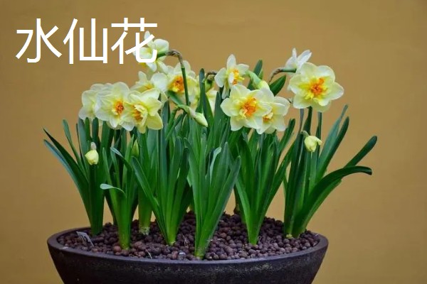 过年适合买什么花，推荐蝴蝶兰、水仙花等