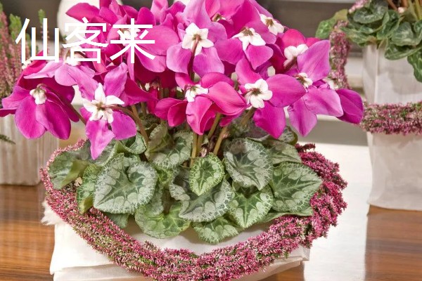 过年适合买什么花，推荐蝴蝶兰、水仙花等