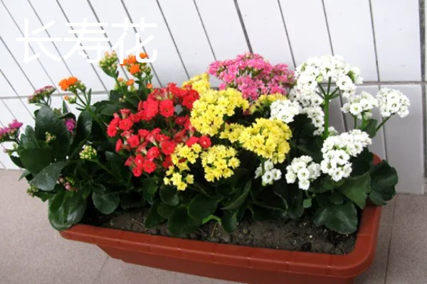 过年适合买什么花，推荐蝴蝶兰、水仙花等