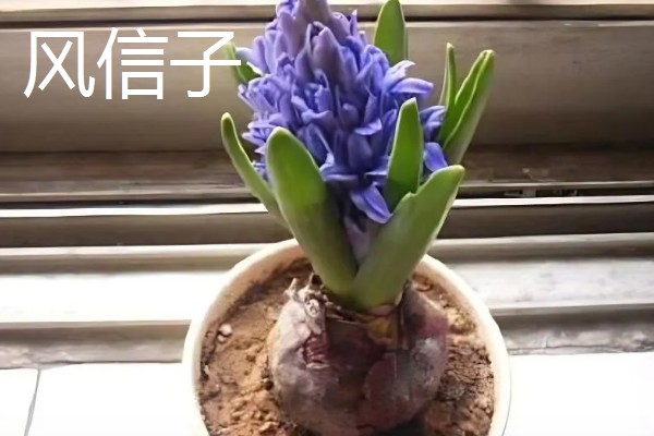 过年适合买什么花，推荐蝴蝶兰、水仙花等