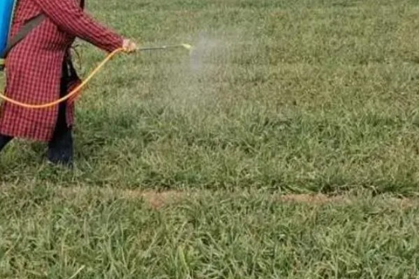禾本科杂草如何防治,防治一年生禾本科草可喷施稳杀得等药物
