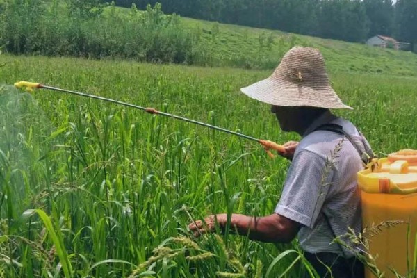 禾本科杂草如何防治,防治一年生禾本科草可喷施稳杀得等药物