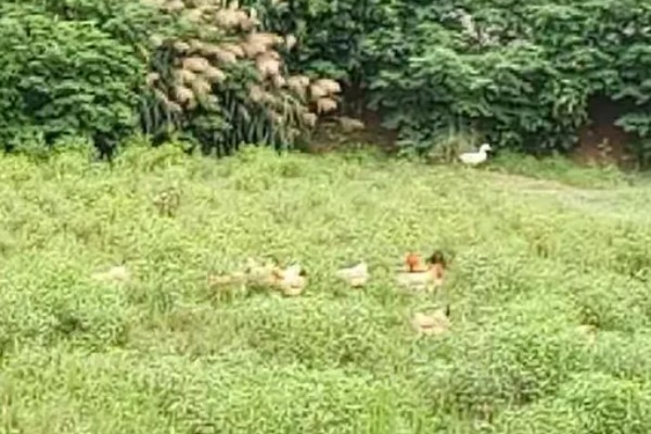 禾本科杂草如何防治,防治一年生禾本科草可喷施稳杀得等药物