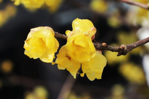 冬天开的黄色的花是哪种花，是腊梅花