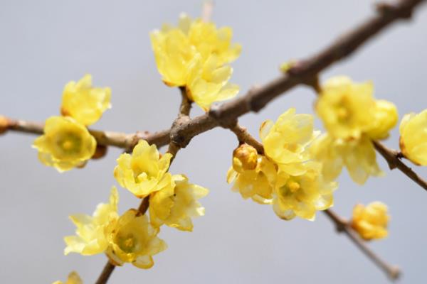 冬天开的黄色的花是哪种花，是腊梅花
