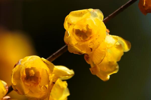 冬天开的黄色的花是哪种花，是腊梅花