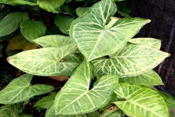 合果芋怎么养殖,定期追施稀薄的肥水
