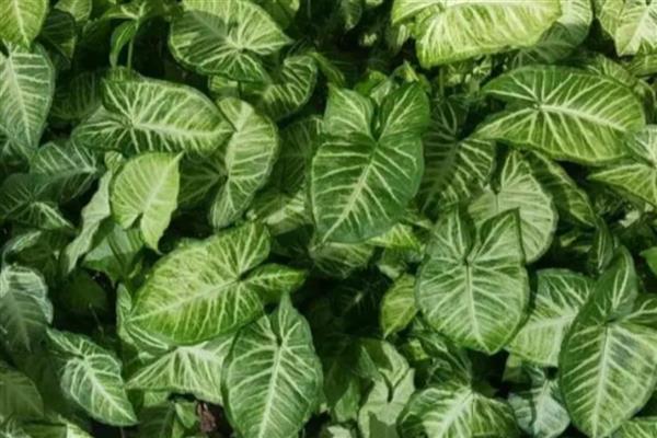 合果芋怎么养殖,定期追施稀薄的肥水