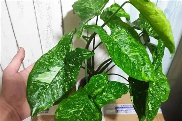 合果芋怎么养殖,定期追施稀薄的肥水