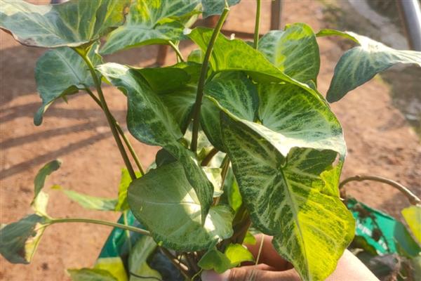 合果芋怎么养殖,定期追施稀薄的肥水