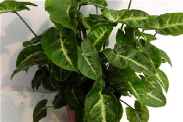 合果芋怎么养殖,定期追施稀薄的肥水