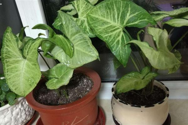 合果芋怎么养殖,定期追施稀薄的肥水