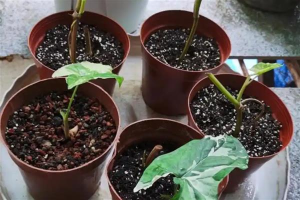 合果芋怎么养殖,定期追施稀薄的肥水