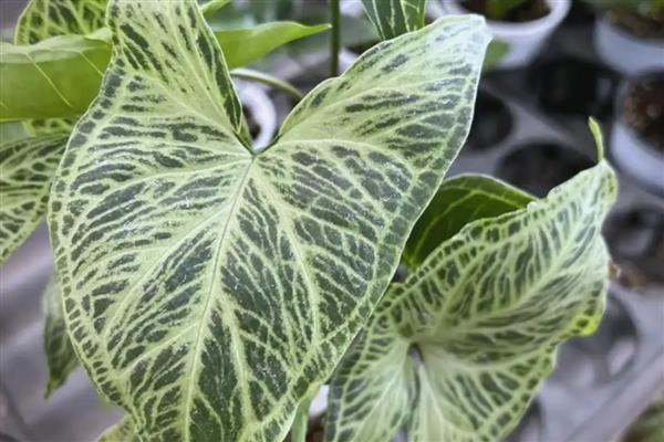 合果芋怎么养殖,定期追施稀薄的肥水