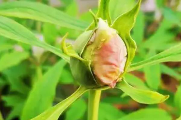 牡丹花蕾期施哪种肥，推荐磷钾肥