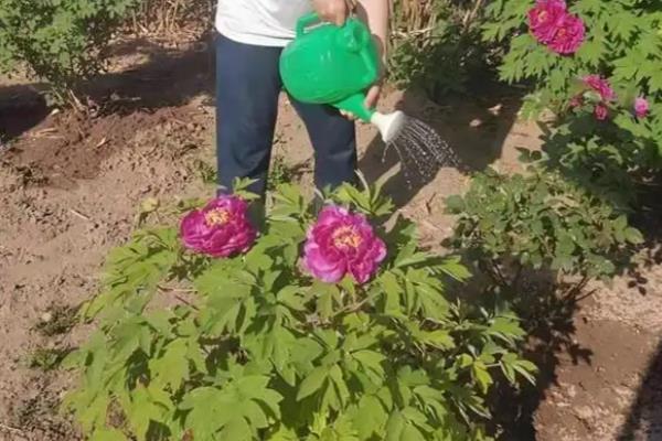 牡丹花蕾期施哪种肥，推荐磷钾肥