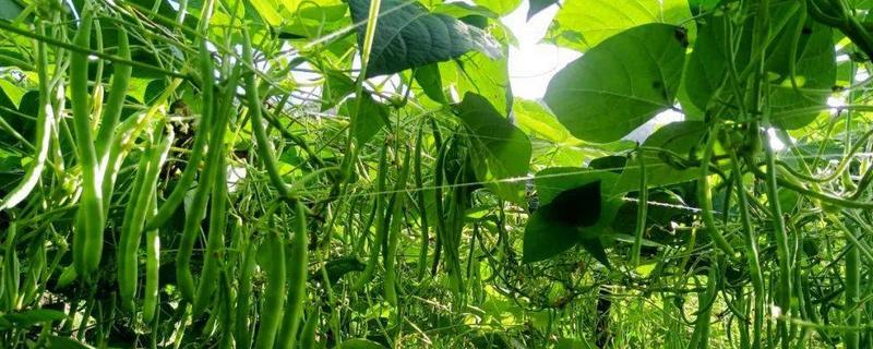 四季豆的整枝方法，剪除生长不良、无法正常生长的枝叶