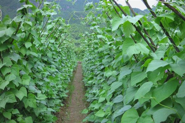 四季豆的整枝方法,剪除生长不良、无法正常生长的枝叶