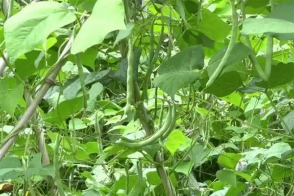 四季豆的整枝方法,剪除生长不良、无法正常生长的枝叶