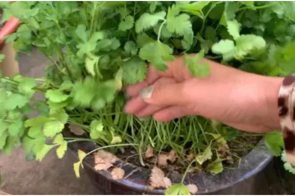 11月份能不能种香菜,耐寒能力强可以种植