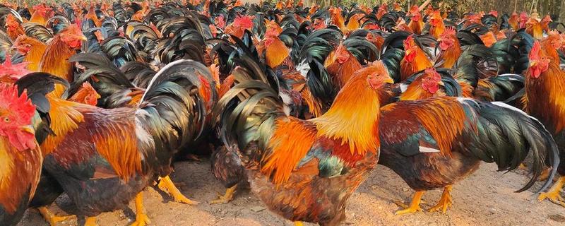 畜禽养殖污染防治管理办法的相关内容，畜禽养殖场需登记排污申报工作