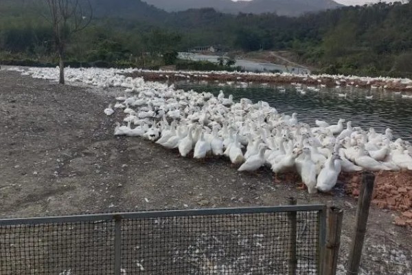 畜禽养殖污染防治管理办法的相关内容,畜禽养殖场需登记排污申报工作